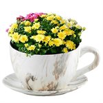 Tea Cup Planter & Saucer Calacatta 10in (25.4cm)